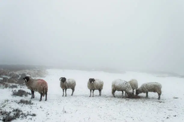 Photo of sheep in the snow on Rombalds moor