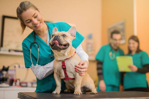 giovane bulldog francese durante la visita dal veterinario. - veterinario foto e immagini stock