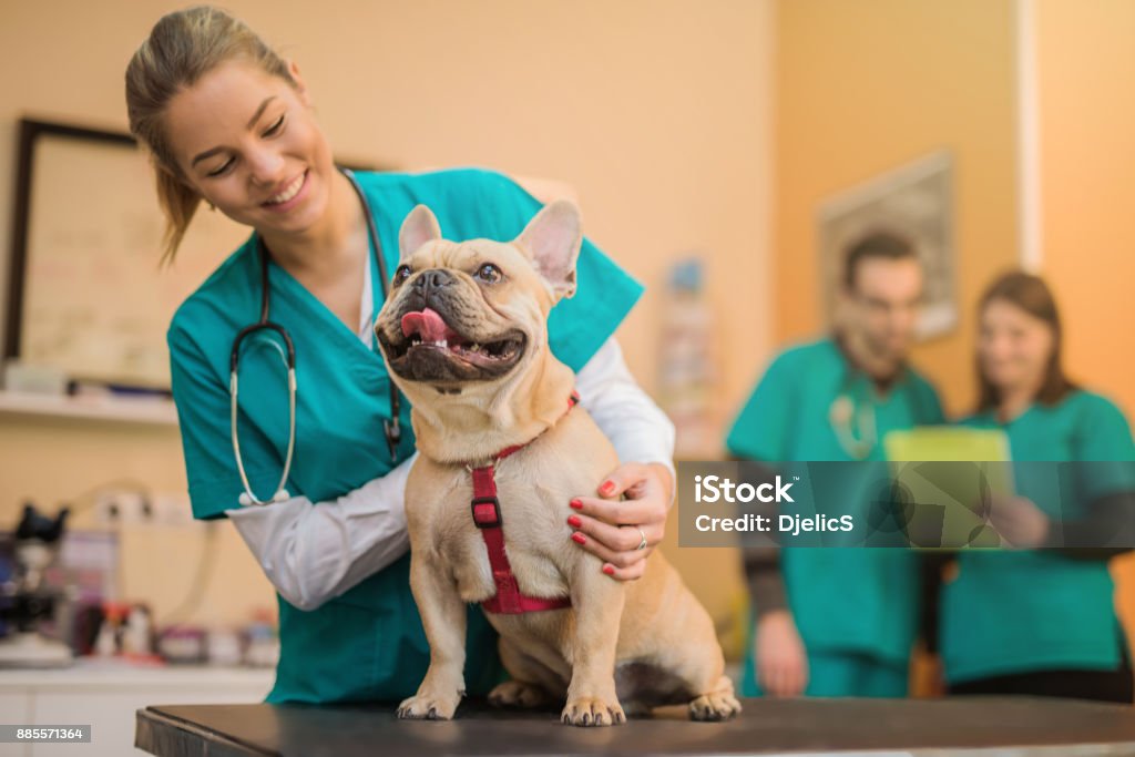 Young French Bulldog on the visit to the vet. Veterinarian Stock Photo