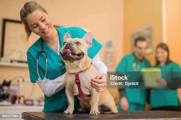 Young French Bulldog On The Visit To The Vet Stock Photo - Download Image Now - Veterinarian, Animal Hospital, Dog