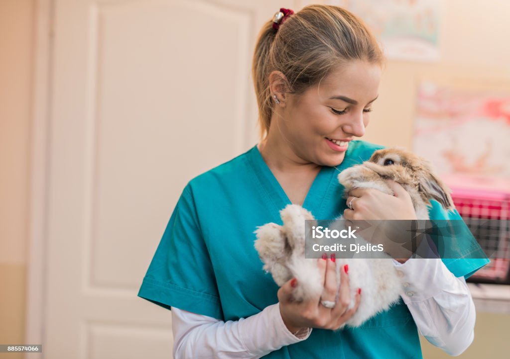 Beautiful female veterinarian holding a bunny. Veterinarian Stock Photo