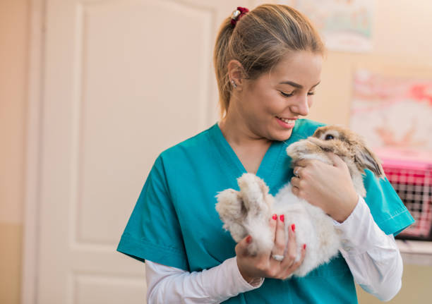 Beautiful female veterinarian holding a bunny. stock photo
