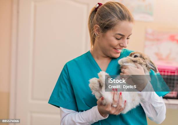 Beautiful Female Veterinarian Holding A Bunny Stock Photo - Download Image Now - Veterinarian, Rabbit - Animal, Animal