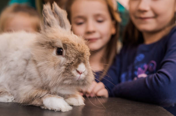 Adorable bunny on the visit to the vet. Adorable bunny on the visit to the vet. Three little girls in the background. sick bunny stock pictures, royalty-free photos & images