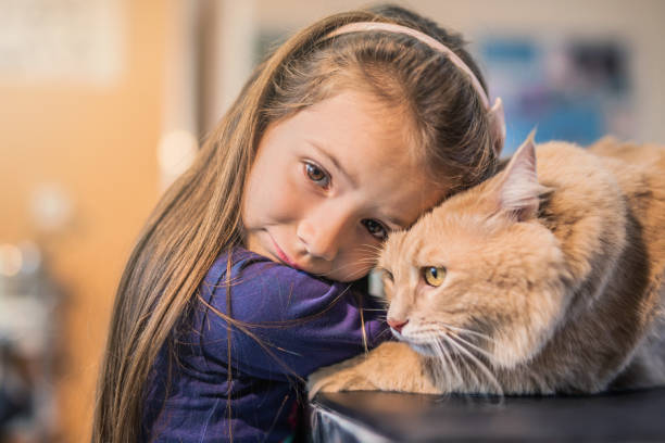 młoda dziewczyna i jej kot maine coon na wizytę u weterynarza. - portrait animal hospital embracing holding zdjęcia i obrazy z banku zdjęć