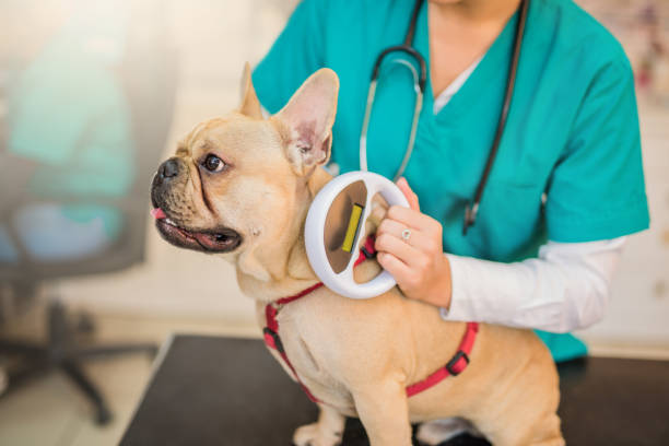 Microchip scanning a young French Bulldog. Microchip scanning a young French Bulldog. scanning activity photos stock pictures, royalty-free photos & images