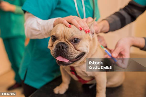 Tierarzt Impfen Eine Junge Französische Bulldogge Stockfoto und mehr Bilder von Hund - Hund, Krankheit, Haustier