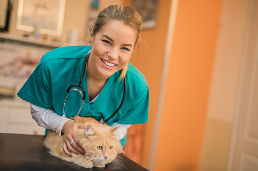 Portrait Of Happy Veterinarian Doctor Woman Holding A Cat, Posing With Healthy Feline Patient Over Gray Studio Background, Smiling At Camera. Pet Health Care And Routine Check Up Concept