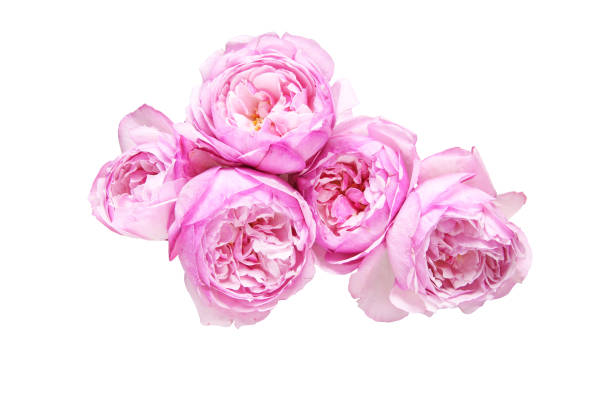 istock bouquet of roses in a white background 885586408