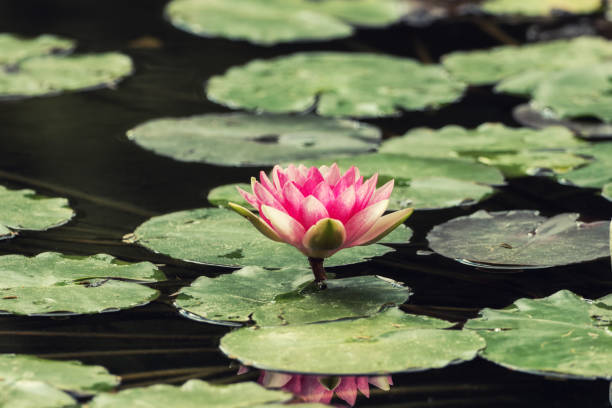 A small pond full of water lilies stock photo