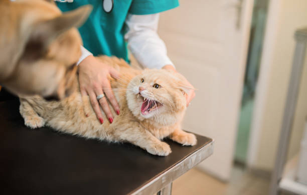 怒っている若いメインクーンのオス猫フレンチ ブルドッグでヒスします。 - vet veterinary medicine young women female ストックフォトと画像