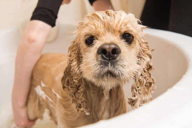 istock American cocker spaniel in the bathroom 885591612