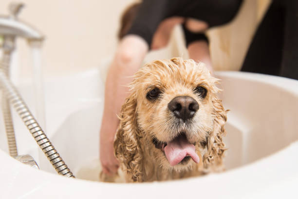 istock American cocker spaniel in the bathroom 885591614