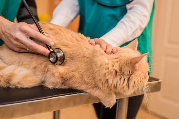 istock Veterinarian using stethoscope on a young male Maine Coon cat. 885591712