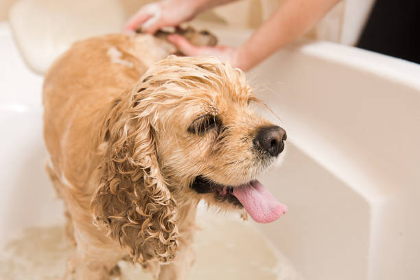 American cocker spaniel in the bathroom Wet dog. American cocker spaniel in the bathroom. Dog looks at the camera. dog grooming stock pictures, royalty-free photos & images