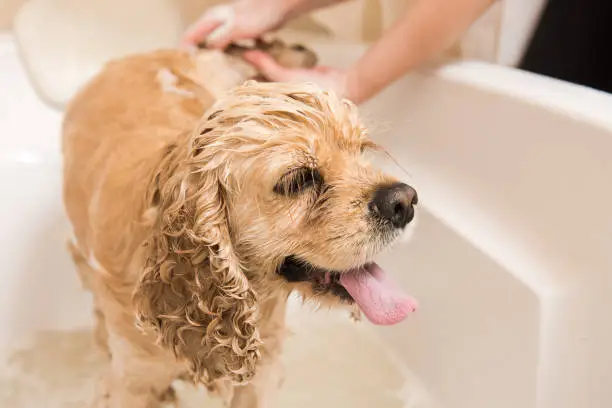 Wet dog. American cocker spaniel in the bathroom. Dog looks at the camera.