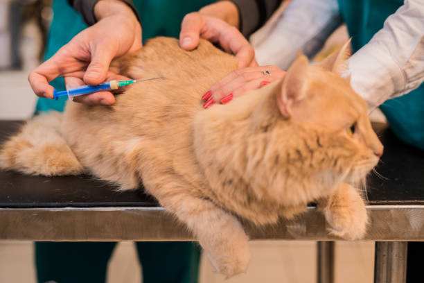 istock Young male Maine Coon cat taking a vaccine. 885592010