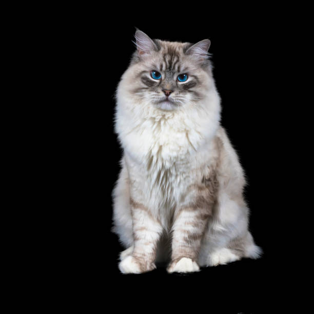 istock funny white fluffy blue-eyed cat isolated on black 885592328