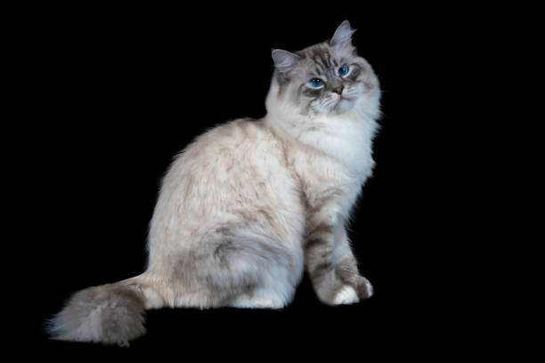 istock funny white fluffy blue-eyed cat isolated on black 885592348
