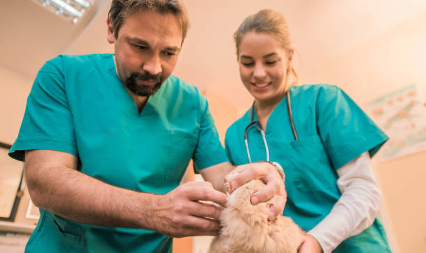 istock Experienced veterinarian checking young Maine Coons teeth. 885599852