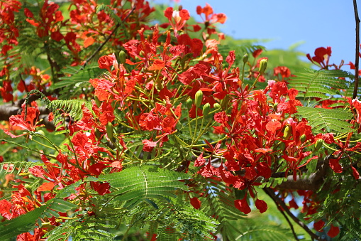 Flowers and buds of Delonix regia or flame tree in summer, Queensland Australia
