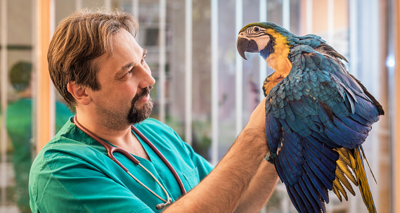 Experienced veterinarian examining young Ara parrots health.
