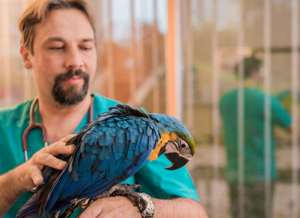 istock Experienced veterinarian examining young Ara parrots health. 885602566