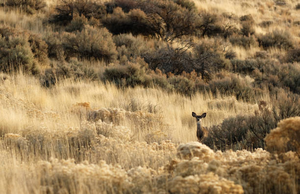 An alert female mule deer looks towards the camera amid the grasses and sagebrush of western USA desert wilderness