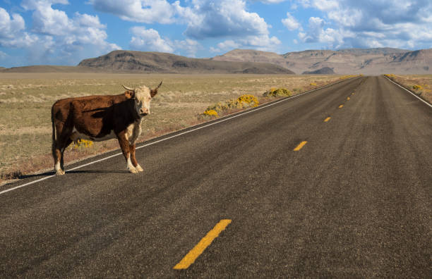 Cow attempting to cross the Extraterrestrial Highway. Central Nevada.
