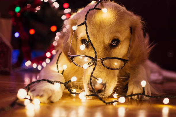 istock Mischief dog in Christmas time 885606722