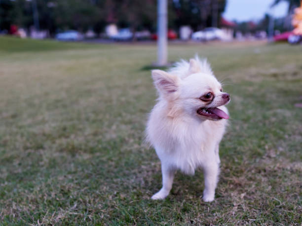 istock golden chihuahua is standing. 885607074