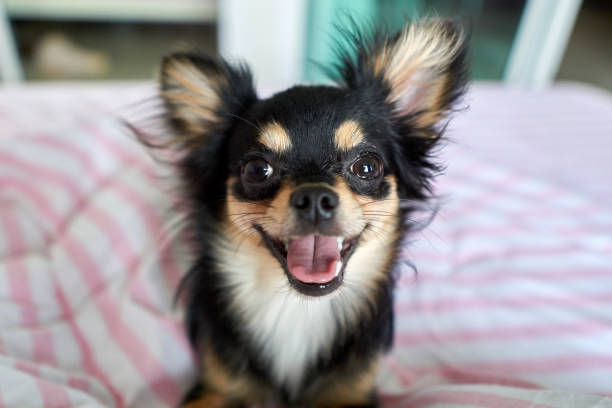 istock The Chihuahua is sitting and smiles happily. 885607190
