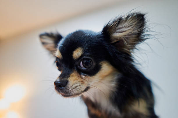 istock chihuahua is looking at me 885611622