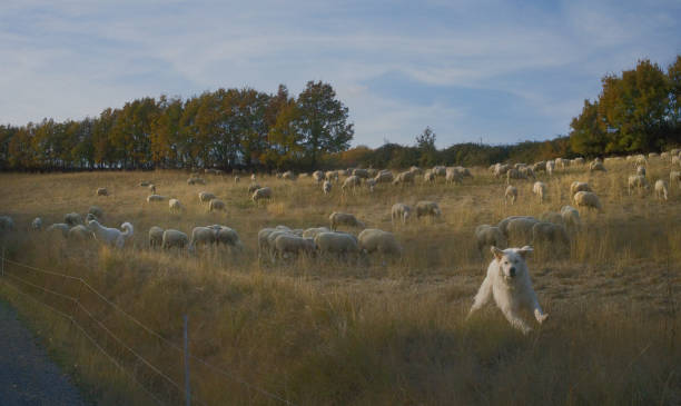 istock Sheep dogs on duty 885617354
