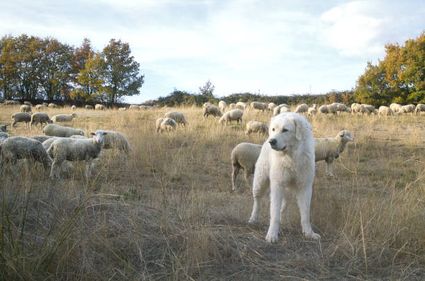 istock Sheep dog on duty 885617380