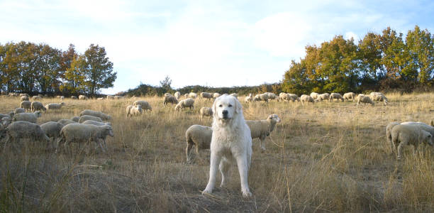 istock Sheep dog on duty 885617386
