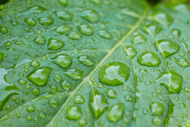 Photo of Close-up diagonal perspective of dew drops on a vibrant green leaf
