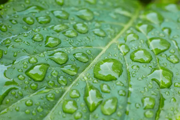 Photo of Close-up diagonal perspective of dew drops on a vibrant green leaf