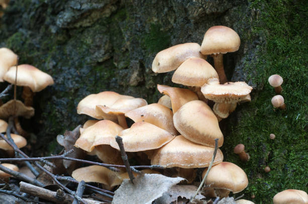 istock Sheathed woodtuft on an old stump 885625492