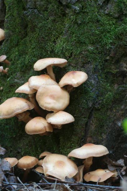 istock Sheathed woodtuft on an old stump 885625508