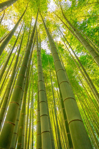 Bamboo garden grove Bamboo garden grove kamakura city photos stock pictures, royalty-free photos & images