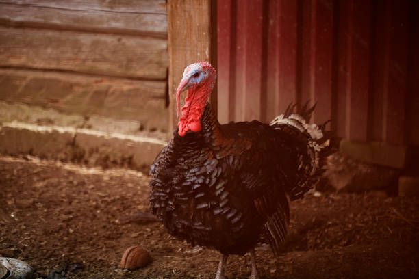 istock Turkey on a farm, closeup photo 885633858