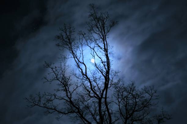 istock An mystical Image of a full moon and a tree 885633900