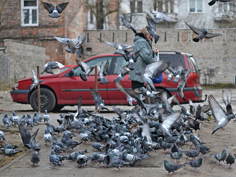 Warsaw, Poland - 21 February, 2016: Woman feeding pigeons on the street. Large population of pigeons is a problem in many cities.