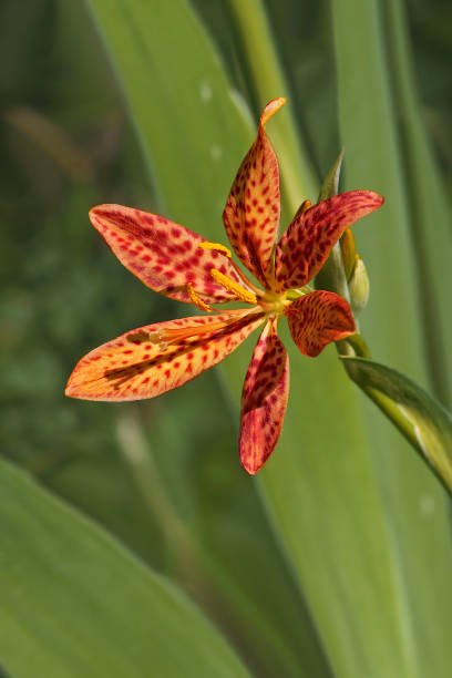 Blackberry lily flower Blackberry lily (Iris domestica). Called Leopard lily and Leopard flower also. Synonym: Belamcanda chinensis belamcanda chinensis stock pictures, royalty-free photos & images