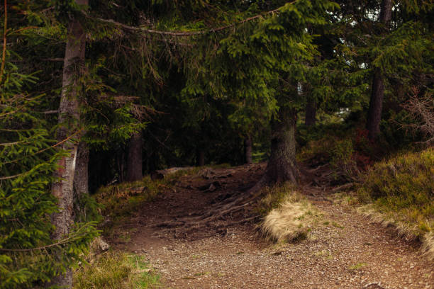Misty morning in the Mullerthal near Berdorf rock formations an forrest, Luxembourg