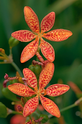 Blackberry lily (Iris domestica). Called Leopard lily and Leopard flower also. Synonym: Belamcanda chinensis