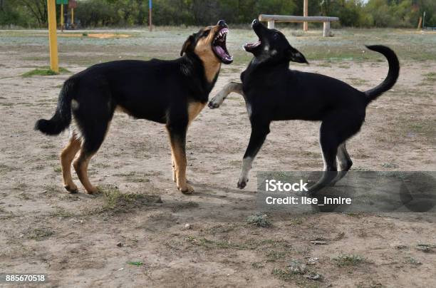Angry Dogs Stock Photo - Download Image Now - Anger, Animal, Beware Of Dog  Sign - iStock