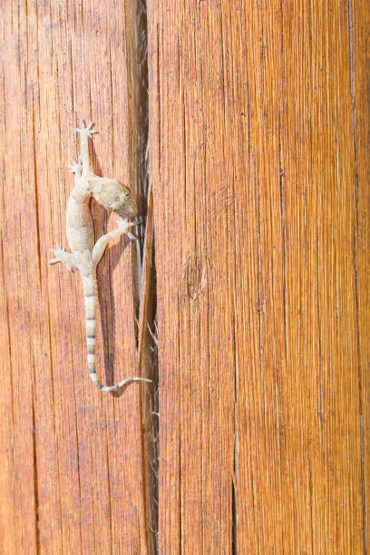 istock Gecko walking over a piece of wood 885672956
