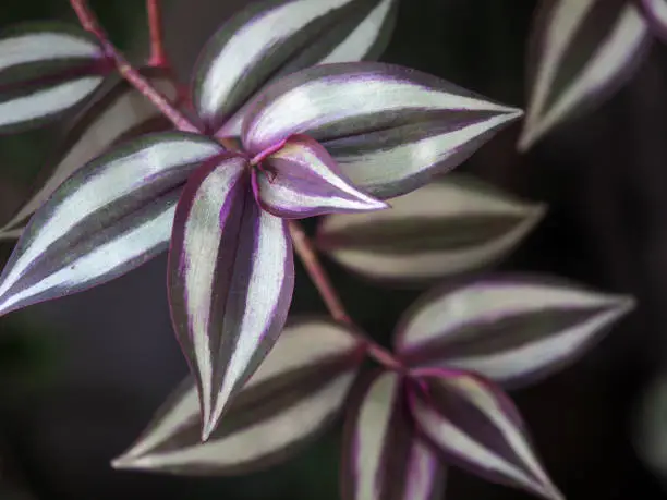 Tradescantia zebrina, formerly known as Zebrina pendula, is a species of spiderwort more commonly known as an inchplant or wandering jew. Natural green and violet background